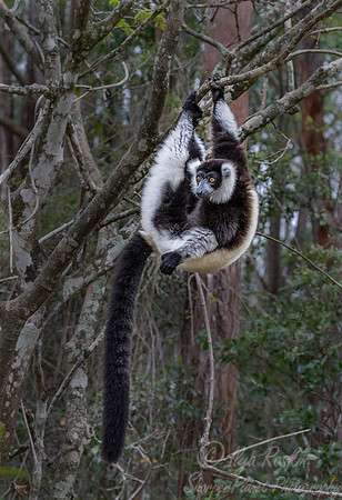 036 Black-and-white Ruffed Lemur (Varecia variegata) -Madagascar