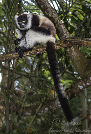 037 Black-and-white Ruffed Lemur (Varecia variegata) -Madagascar