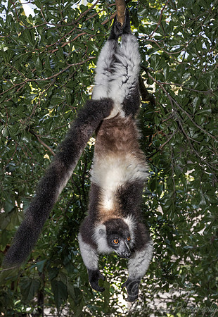 038 Black-and-white Ruffed Lemur (Varecia variegata) -Madagascar