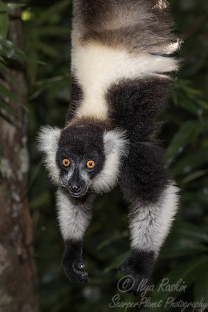 039 Black-and-white Ruffed Lemur (Varecia variegata) -Madagascar