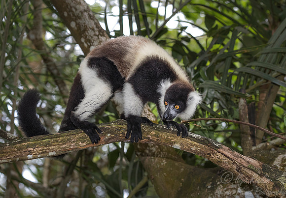 040 Black-and-white Ruffed Lemur (Varecia variegata) -Madagascar