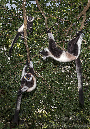 041 Black-and-white Ruffed Lemur (Varecia variegata) -Madagascar