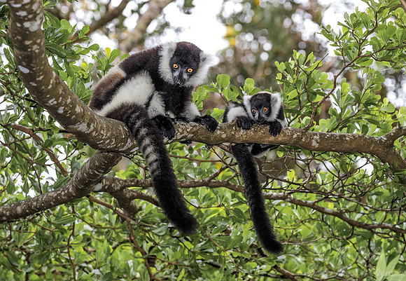 042 Black-and-white Ruffed Lemur (Varecia variegata) -Madagascar