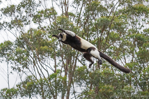 043 Black-and-white Ruffed Lemur (Varecia variegata) -Madagascar