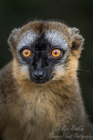 044 Brown Lemur (Eulemur fulvus) - Madagascar