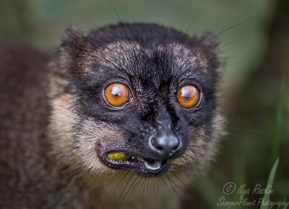 045 Brown Lemur (Eulemur fulvus) - Madagascar