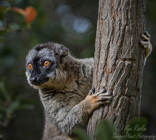 046 Brown Lemur (Eulemur fulvus) - Madagascar