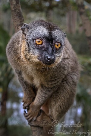 047 Brown Lemur (Eulemur fulvus) - Madagascar