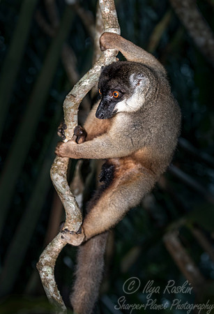048 Brown Lemur (Eulemur fulvus) - Madagascar