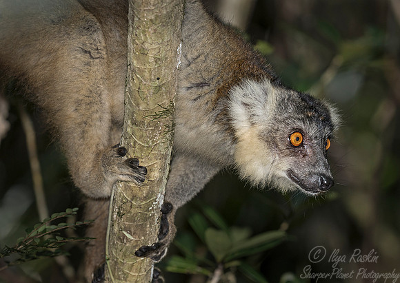 049 Brown Lemur (Eulemur fulvus) - Madagascar