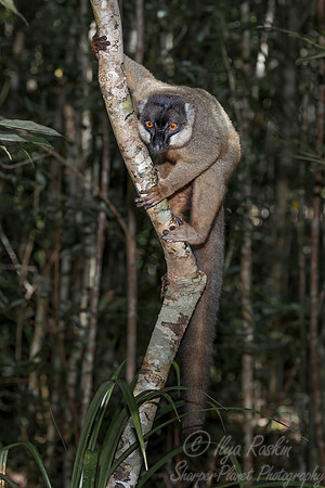 050 Brown Lemur (Eulemur fulvus) - Madagascar