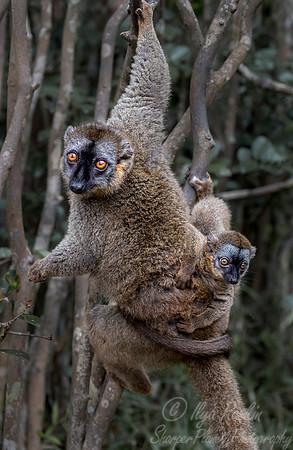 051 Brown Lemur (Eulemur fulvus) - Madagascar