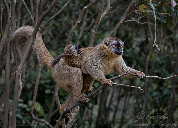 052 Brown Lemur (Eulemur fulvus) - Madagascar