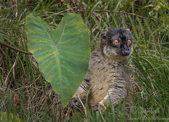 053 Brown Lemur (Eulemur fulvus) - Madagascar