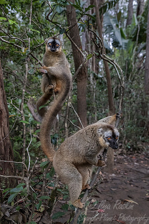 054 Brown Lemur (Eulemur fulvus) - Madagascar