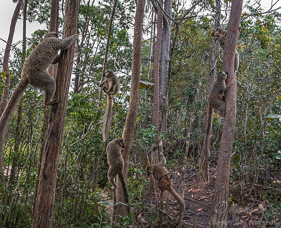 055 Brown Lemur (Eulemur fulvus) - Madagascar