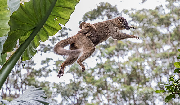 056 Brown Lemur (Eulemur fulvus) - Madagascar