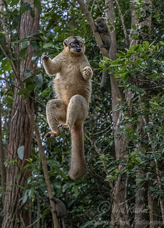 057 Brown Lemur (Eulemur fulvus) - Madagascar