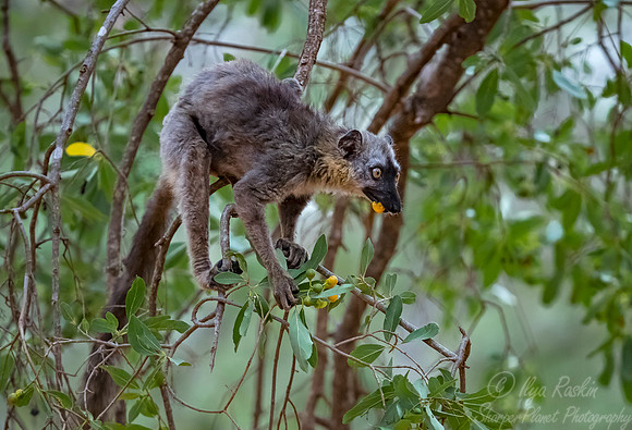 058 Brown Lemur (Eulemur fulvus) - Madagascar