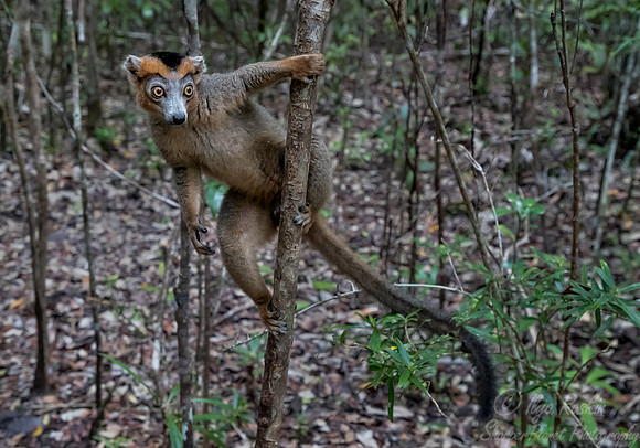 059 Crowned Lemur (Eulemur coronatus) - Madagascar