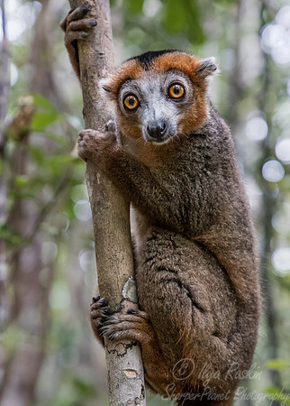 060 Crowned Lemur (Eulemur coronatus) - Madagascar