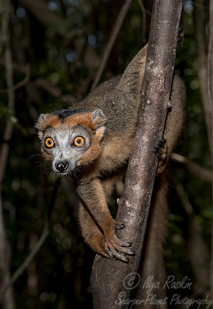 061 Crowned Lemur (Eulemur coronatus) - Madagascar