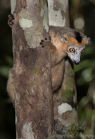 062 Crowned Lemur (Eulemur coronatus) - Madagascar