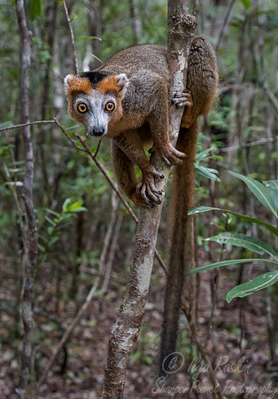 063 Crowned Lemur (Eulemur coronatus) - Madagascar