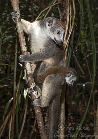 064 Crowned Lemur (Eulemur coronatus) - Madagascar