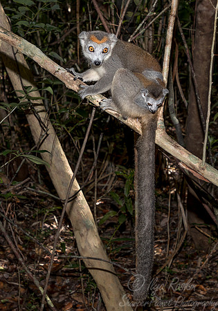 065 Crowned Lemur (Eulemur coronatus) - Madagascar