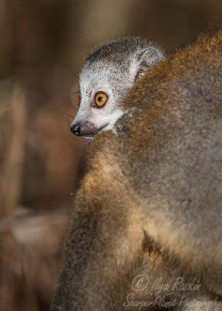 066 Crowned Lemur (Eulemur coronatus) - Madagascar