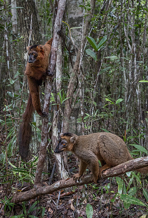 067 Crowned Lemur (Eulemur coronatus) - Madagascar