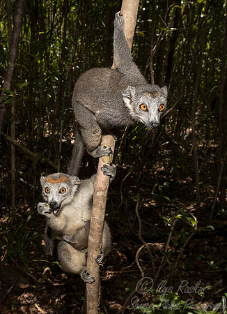 068 Crowned Lemur (Eulemur coronatus) - Madagascar