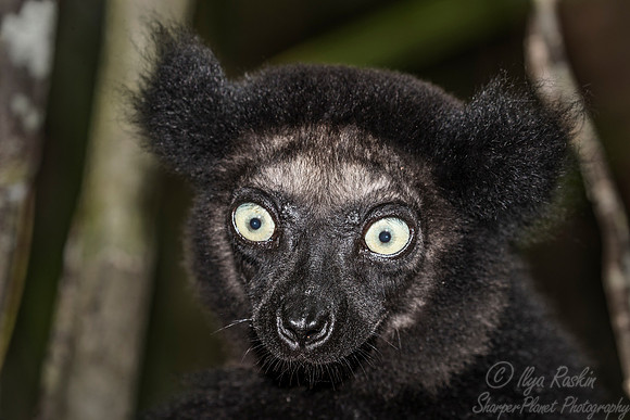 069 Indri Lemur (Indri indri) - Madagascar