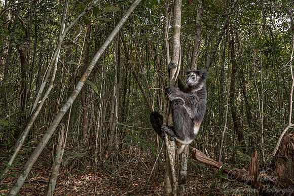 070 Indri Lemur (Indri indri) - Madagascar
