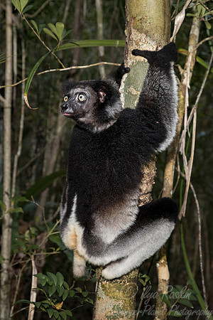 071 Indri Lemur (Indri indri) - Madagascar