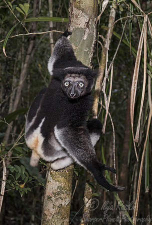 072 Indri Lemur (Indri indri) - Madagascar