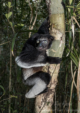 073 Indri Lemur (Indri indri) - Madagascar