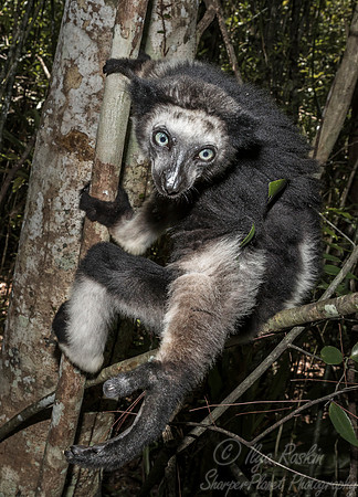 074 Indri Lemur (Indri indri) - Madagascar