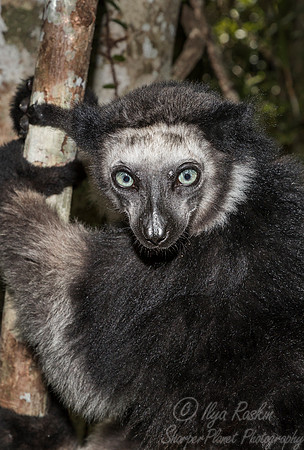 075 Indri Lemur (Indri indri) - Madagascar