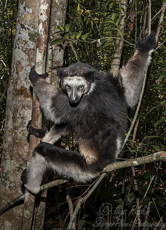 076 Indri Lemur (Indri indri) - Madagascar