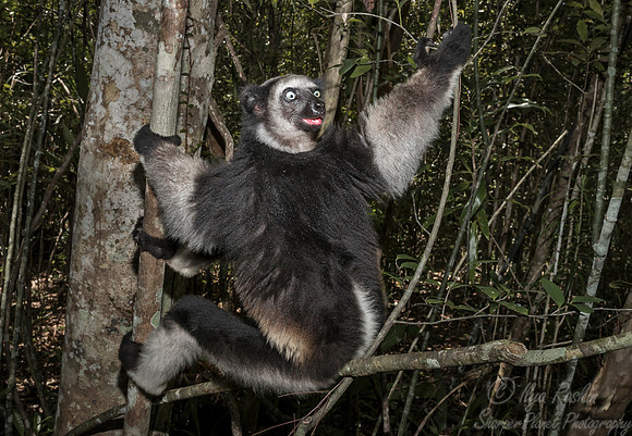 077 Indri Lemur (Indri indri) - Madagascar