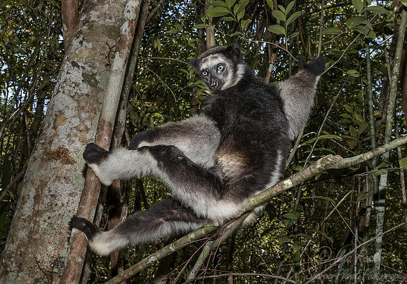 078 Indri Lemur (Indri indri) - Madagascar