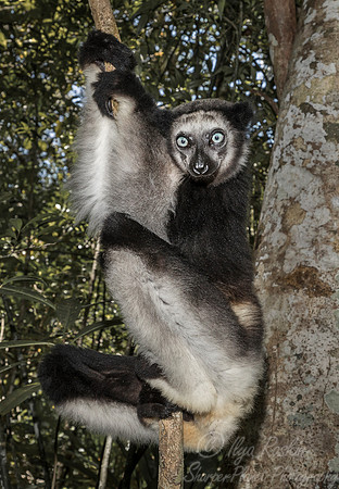 079 Indri Lemur (Indri indri) - Madagascar