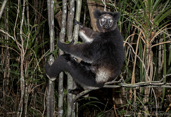 080 Indri Lemur (Indri indri) - Madagascar