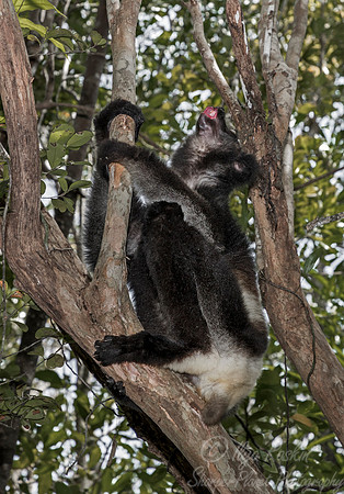 081 Indri Lemur (Indri indri) - Madagascar