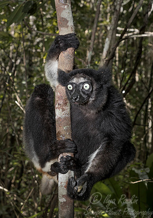 082 Indri Lemur (Indri indri) - Madagascar