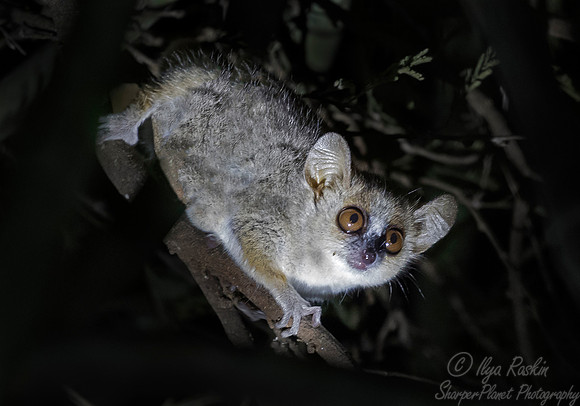 083 Mouse Lemur (Microcebus spp) - Madagascar
