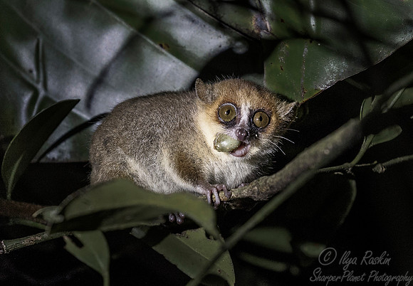 084 Mouse Lemur (Microcebus spp) - Madagascar