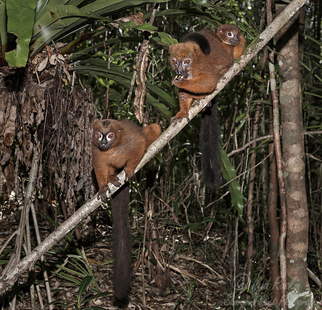 085 Red-bellied Lemur (Eulemur rubriventer) - Madagascar
